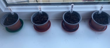 Four Plant Pots on a Windowsill
