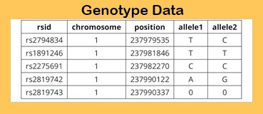 Genetic Testing for Sports Performance