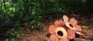 3 Days 2 Nights Royal Belum National Park Tour & Travel Packages