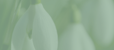 Virtuscapes Dispute Services