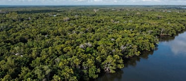 A scenic aerial photograph of a vast mangrove forest in Southeast Asia, showing the contrast between the dark green trees and the blue water, representing carbon storage.