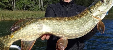 swedish pike