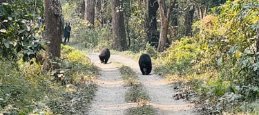 Bears Sighting 