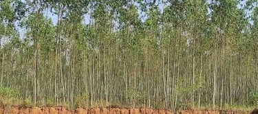 Eucalyptus tree farm in India with dense rows of small plants ready for global export supply.