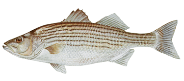 picture of a striped bass fish that can be found in lake wallenpaupack pa