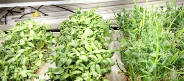 a picture of Early Greens microgreens nursery grow room