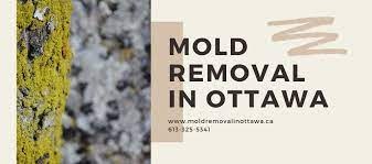 Mold Removal near me