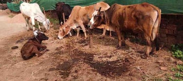 Indian native cow grazing freely in open rural field