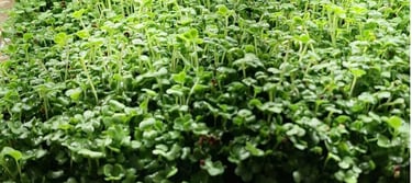  micro broccoli