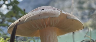 mushroom with mountain background