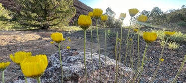 Yellow Flowers growing in the woods and mountains 