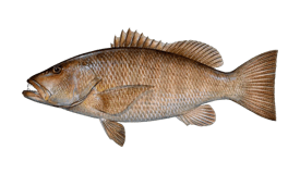 a fish fish with a fish in the water