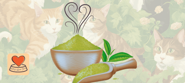 Image depicting a strong smelling bowl of catnip