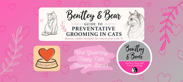 Blog Post about Preventative grooming in Cats by Bentley & Bear holistic groomers