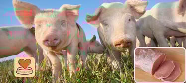 Pigs looking at kitty's rawr store whilst we discuss if pork is good to feed to cats?