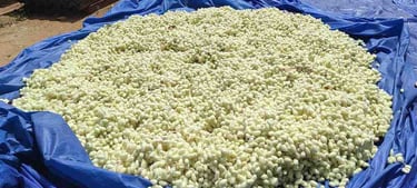 Silk Cocoons Sun-Dried in Rural India – Natural Mulberry Silk Preparation
