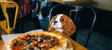 anna-maria-island-dog-friendly-locations