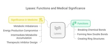 Lyases: Function & medical significance
