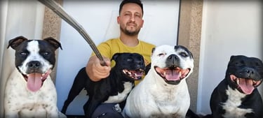 Staffordshire Bull Terrier Bianco pezzato e nero di Grecalestaffs allevamento etico Italiano