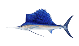 a sailfish fish on a black background