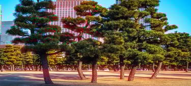 Tokyo Cinematic