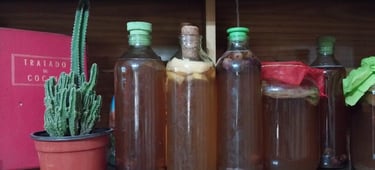 kombucha