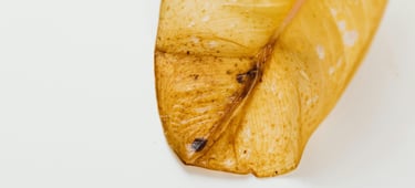 Yellow leaf
