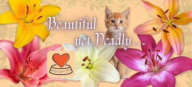 Lilies - beautiful, yet deadly. A look into why and how these lovely plants can be deadly by Kitty's Rawr Store