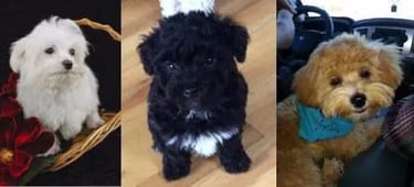 photo college maltipoo