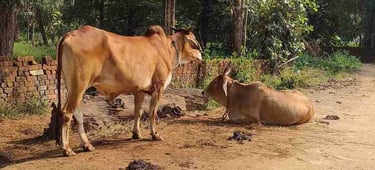 Traditional Indian rural cow living freely in countryside environment