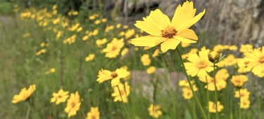 Wildflowers observed in Ontario by Environmental Consultants at Aster Environmental.