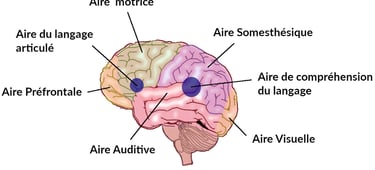 Lobes et fonctions du cortex
