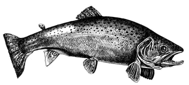 trout