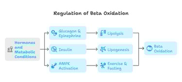 beta oxidation regulation