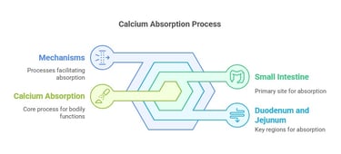 Calcium absorption process