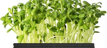  micro sunflower 