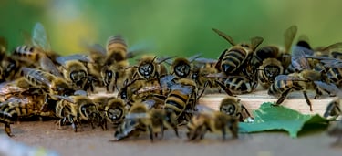 De nombreuses abeilles sur le toit d'une ruche.
