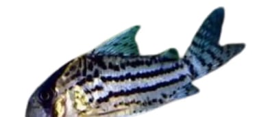 Plecos