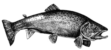 trout