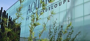 aquarium voyage france guadeloupe