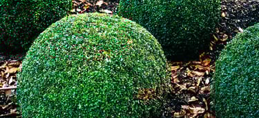 Company that trims bushes