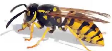 Wasp and bee issues seem to be very prominent in Melbourne suburbs