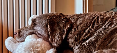 boarding in home riverdale/leslieville