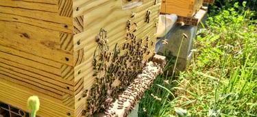 Ruche avec abeille à la ferme gourmande
