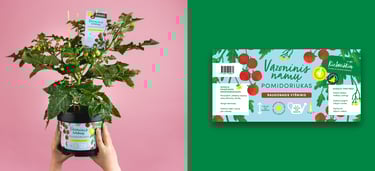 Kietaviškių vazoninio pomidoro iliustracija – ryškus stilizuotas autorinis pakuotės dizaino elementas.