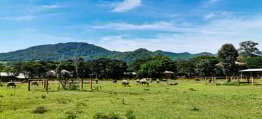 Elephant Nature Park