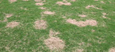 lawn fungus and disease control 
