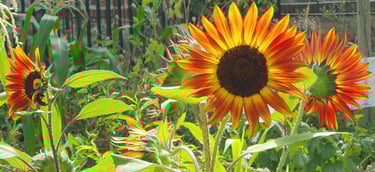 tournesols des incas