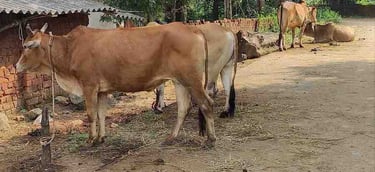 Desi cow in natural open pasture used for organic farming in Indian village