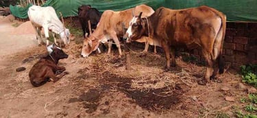 Indian native cow grazing freely in open rural field